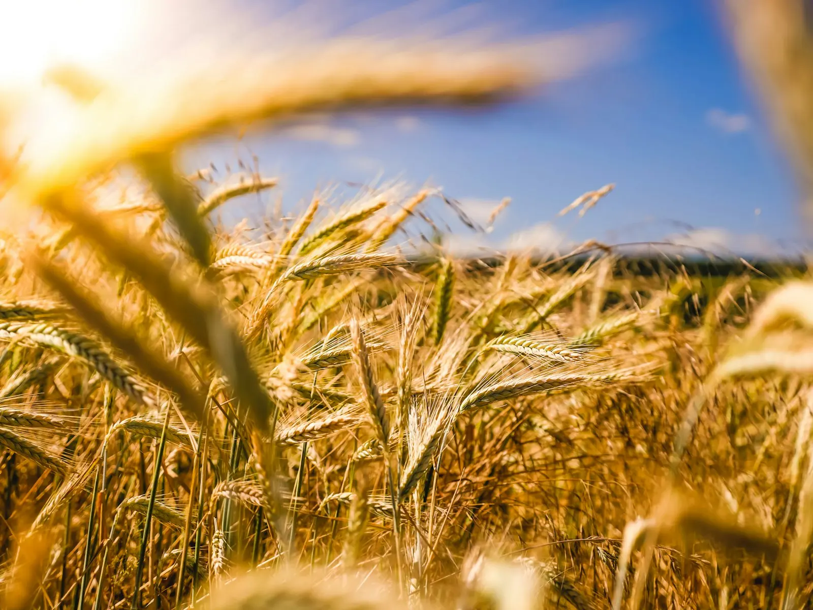 Espigas a contraluz en un cultivo