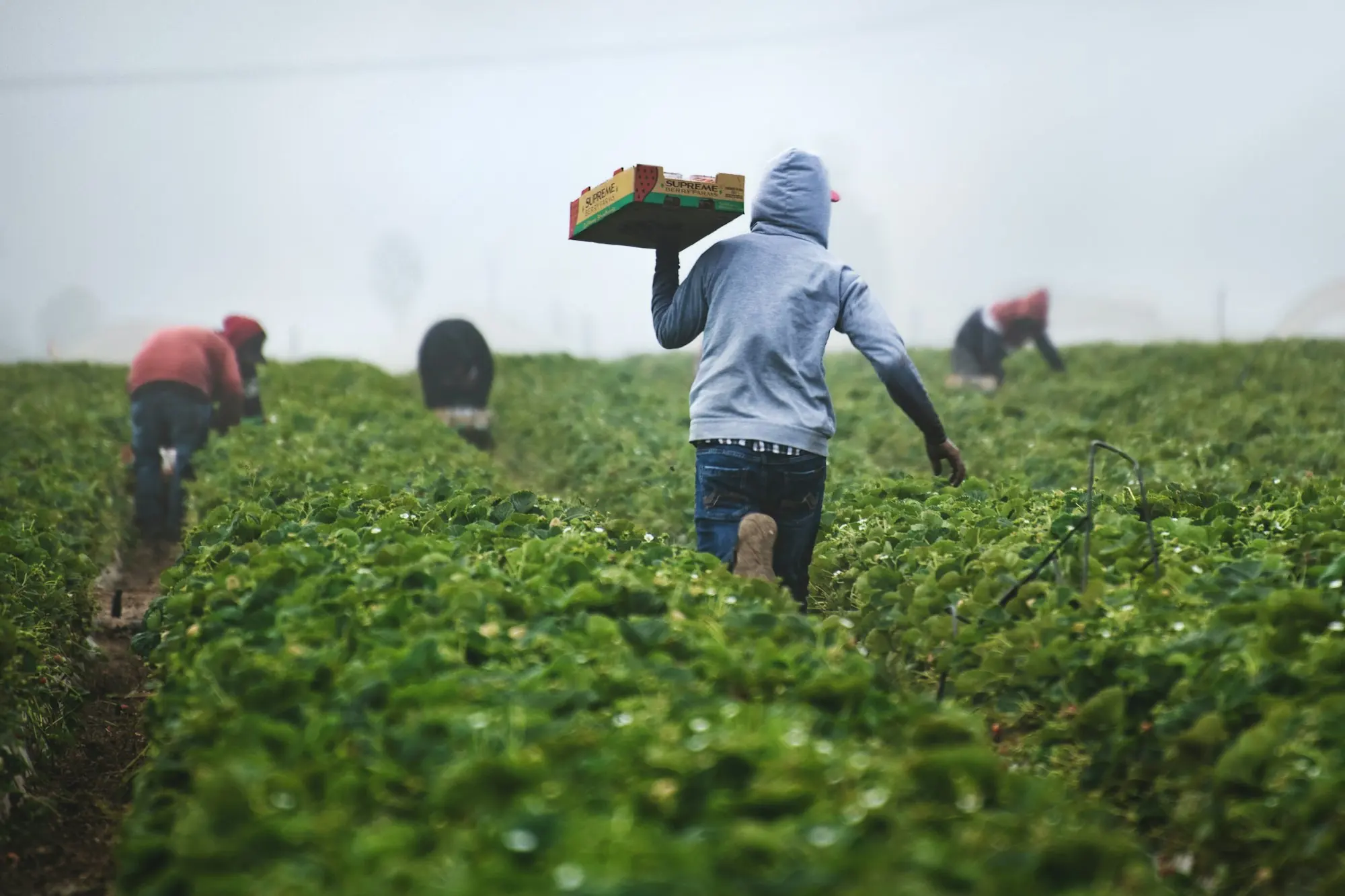A crew harvesting in a field