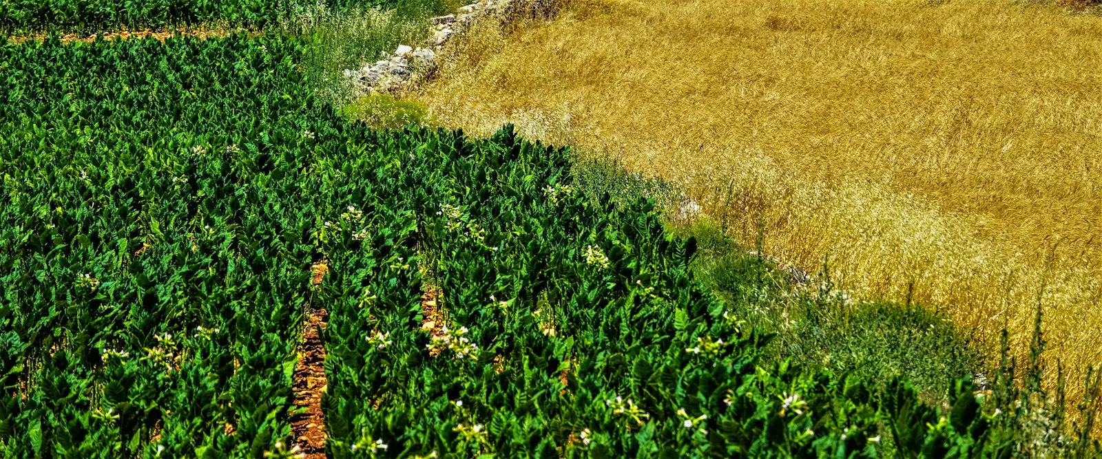 Rows of crops seen from above